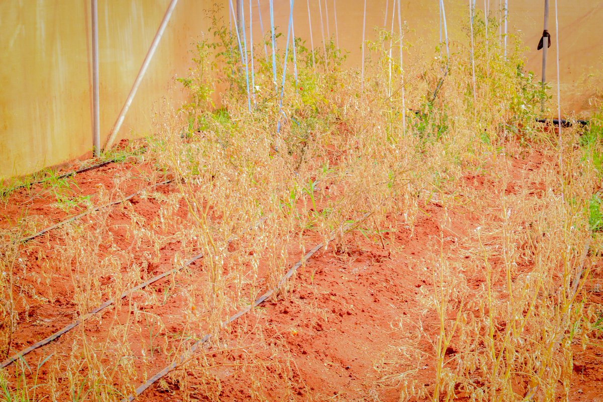 ESandheere's tweet photo. When looking at the effects of climate change in Somalia, it is very severe due to the temperature reaching the highest point.
 This Green House farm 🏡 is located in Balad-Hawa district of Gedo region.
 #climate #ClimateAction #climatecrisis #Gedo #agriculture #water #waterscarc https://t.co/4ijAeRrHrj