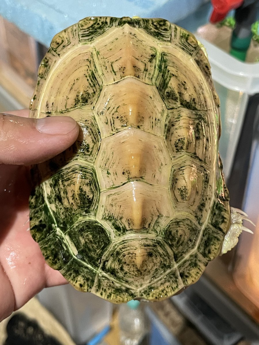 ブリーディングファーム かぷち tweet media