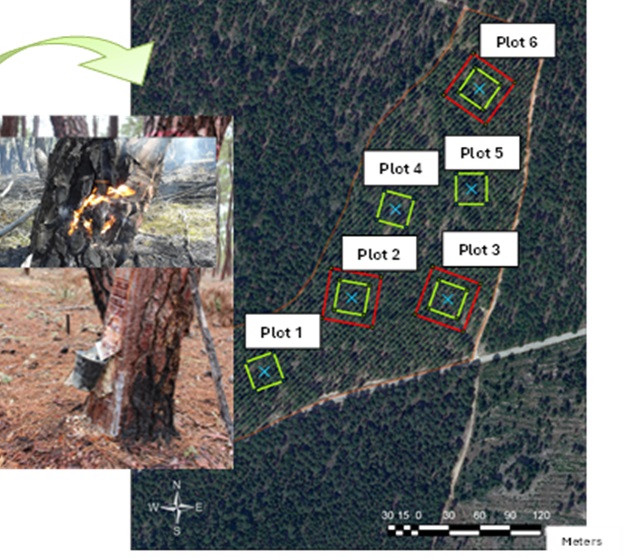 FuegoLab (@fuego_lab) on Twitter photo Décimo paper del año aceptado! En esta ocasión hemos decidido divulgar en <a href="/ForestSystems_J/">Forest Systems</a> un trabajo colaborativo <a href="/INIA_es/">INIA-CSIC</a> <a href="/FCesefor/">Fundación Cesefor</a> <a href="/YoungForesters/">iuFOR UVa-INIA</a> <a href="/mitecogob/">Transición Ecológica y Reto Demográfico</a> <a href="/jcyl/">Junta de Castilla y León</a> sobre el efecto de las #Rxfire <a href="/briflubia/">BRIF-A LUBIA</a> en la producción de resina durante 4 años Décimo paper del año aceptado! En esta ocasión hemos decidido divulgar en <a href="/ForestSystems_J/">Forest Systems</a> un trabajo colaborativo <a href="/INIA_es/">INIA-CSIC</a> <a href="/FCesefor/">Fundación Cesefor</a> <a href="/YoungForesters/">iuFOR UVa-INIA</a> <a href="/mitecogob/">Transición Ecológica y Reto Demográfico</a> <a href="/jcyl/">Junta de Castilla y León</a> sobre el efecto de las #Rxfire <a href="/briflubia/">BRIF-A LUBIA</a> en la producción de resina durante 4 años