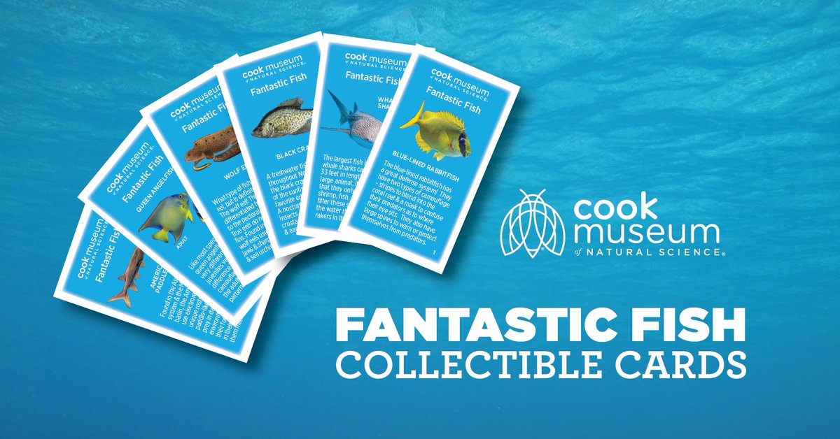 cookmuseum's tweet photo. Dive deep into the Museum Exhibits to learn about the fantastic &amp; unique types of fish that live in the sea! Visit the Gallery Explainers as you travel through the Exhibits to collect a set of Fantastic Fish Collectible Cards. November 29. Sponsored by iHeart Media. #cookmuseum https://t.co/e2AYaZpNqI