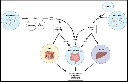 Waggoner Lab (@labwaggoner) on Twitter photo Diet, commensals, and host factors determine TRM cell development, maintenance, and function across tissues <a href="/ImmunityCP/">Immunity</a> <a href="/ZunigaLab/">Elina I. Zúñiga</a>
cell.com/immunity/fulltā¦
cell.com/immunity/fulltā¦
cell.com/immunity/fulltā¦
<a href="/maxevrard/">Maximilien Evrard</a>
<a href="/hongbo_chi/">Hongbo Chi</a>
<a href="/jana_raynor/">Jana Raynor</a>
<a href="/ObersAndreas/">Andreas Obers</a>
<a href="/LMackayLab/">Mackay Lab</a> Diet, commensals, and host factors determine TRM cell development, maintenance, and function across tissues <a href="/ImmunityCP/">Immunity</a> <a href="/ZunigaLab/">Elina I. Zúñiga</a>
cell.com/immunity/fulltā¦
cell.com/immunity/fulltā¦
cell.com/immunity/fulltā¦
<a href="/maxevrard/">Maximilien Evrard</a>
<a href="/hongbo_chi/">Hongbo Chi</a>
<a href="/jana_raynor/">Jana Raynor</a>
<a href="/ObersAndreas/">Andreas Obers</a>
<a href="/LMackayLab/">Mackay Lab</a>