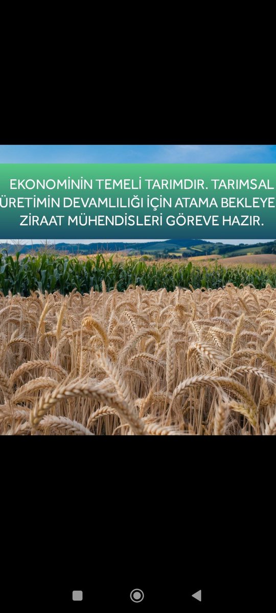 yekbuno's tweet photo. @Ahmet_Guldal @Ahmet_Guldal @cihansoyalp @fatihkayatmo @ibrahimyumakli TMO, tarım sektörünün kalkınması için ziraat mühendislerine ihtiyaç duyuyor. Kadro bildirimlerinin uzamasıyla birlikte bu ihtiyacın karşılanması mümkün. #TMOZiraateKadro https://t.co/y1AXm57LE0