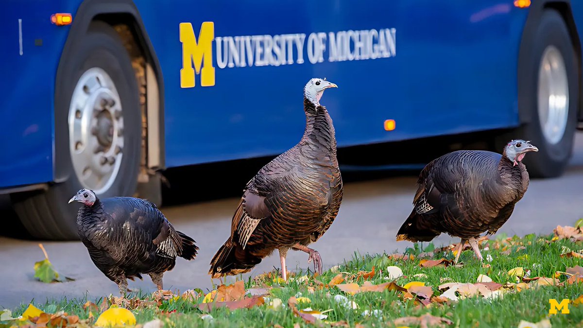 U-M encourages the campus community to foster a peaceful coexistence between people and wildlife. While wildlife interactions can be enjoyable, everyone should follow safety guidelines to ensure a safe environment for all. myumi.ch/9g7JA