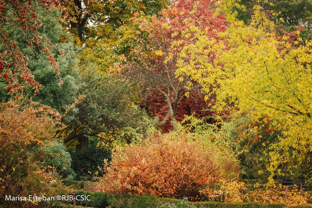 Gritos de color bajo la lluvia.
#OtoñoRJB