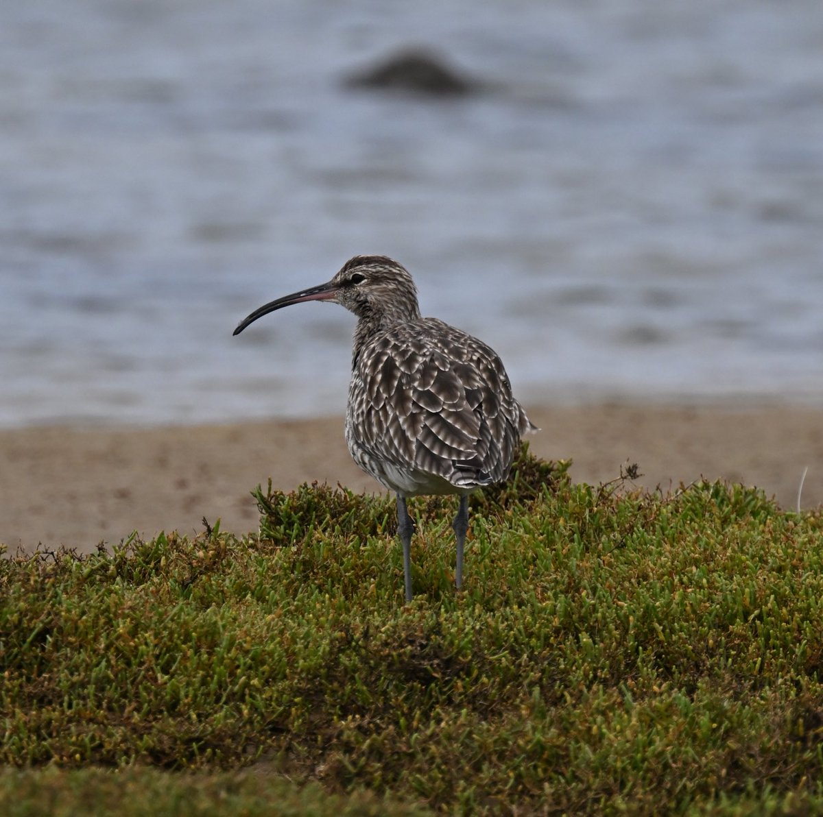 Roger Hackney tweet media