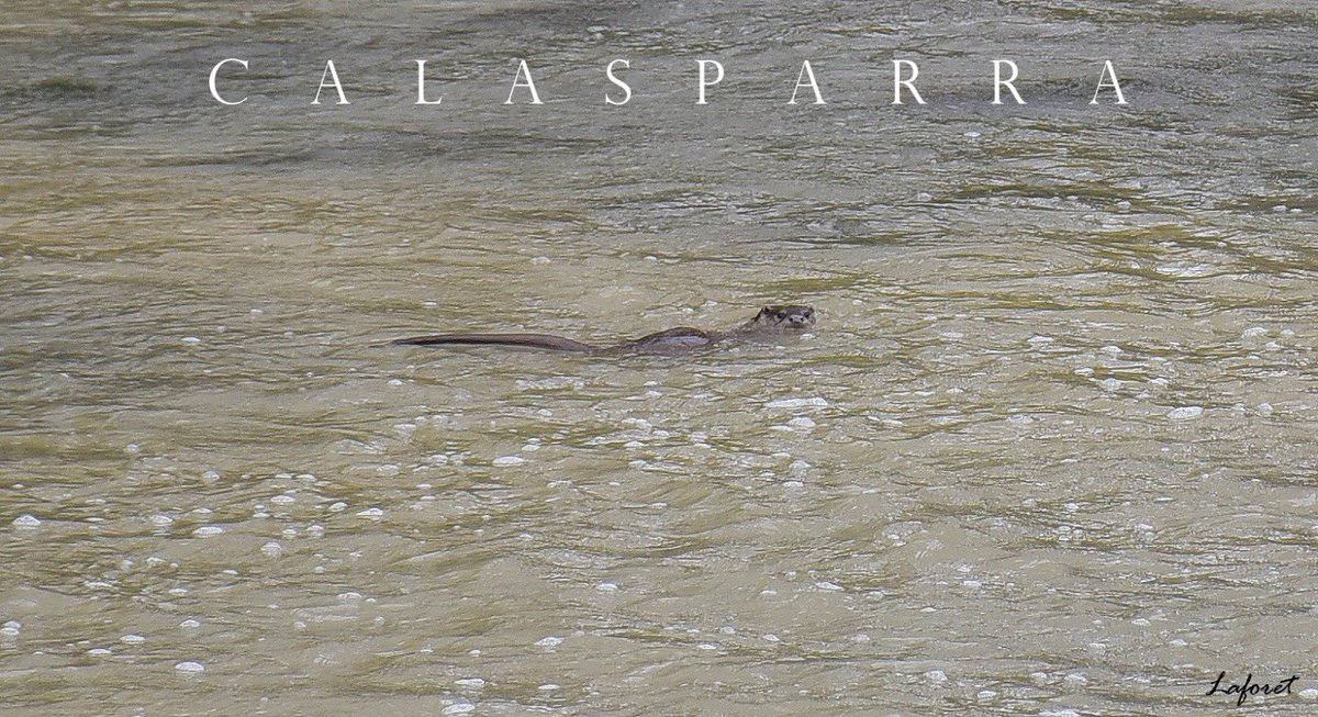 JMtnezNunez's tweet image. #Calasparra hoy 
#Nutria pescando
Foto : Laforet