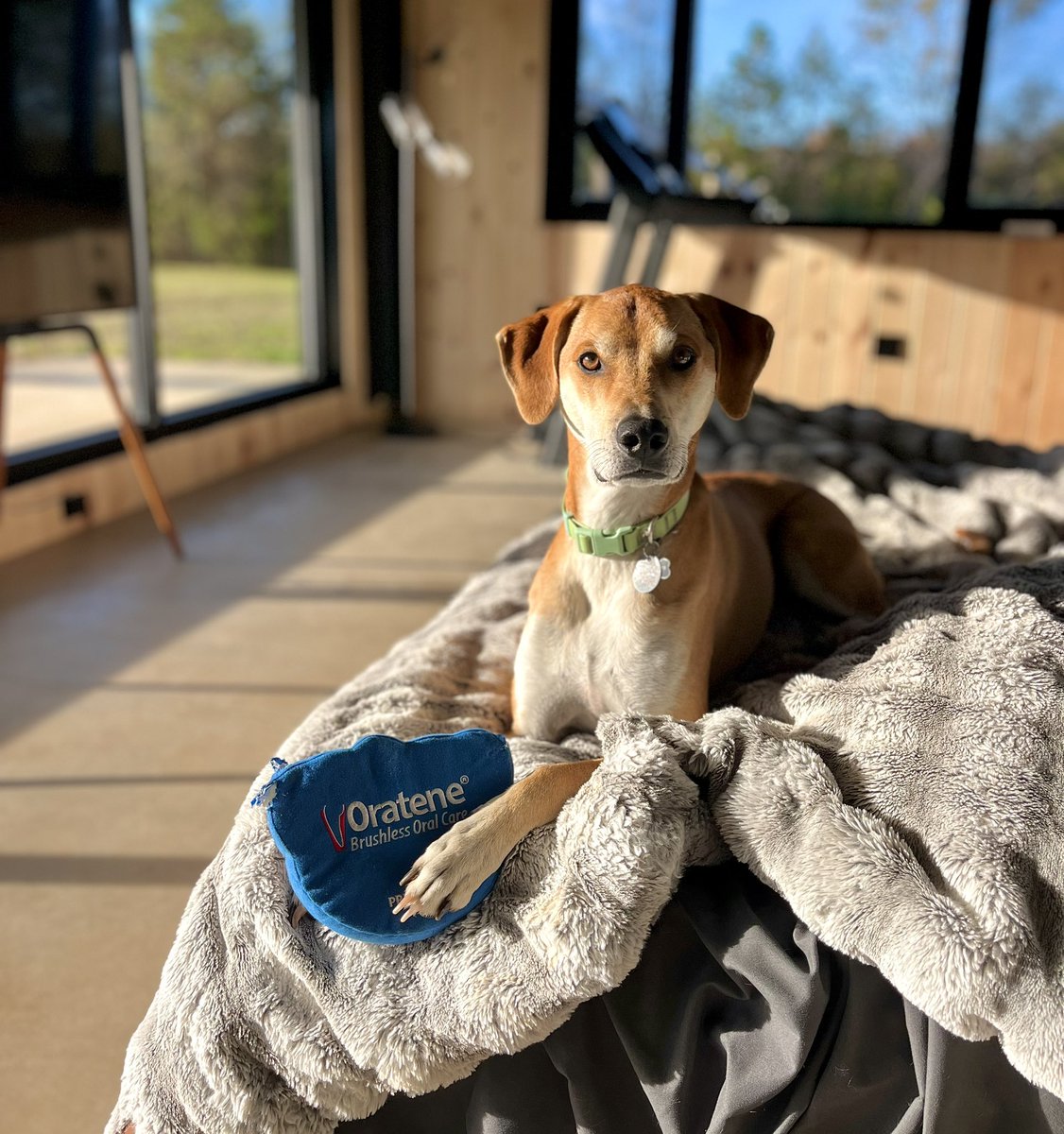 Good morning from Cash 🐶