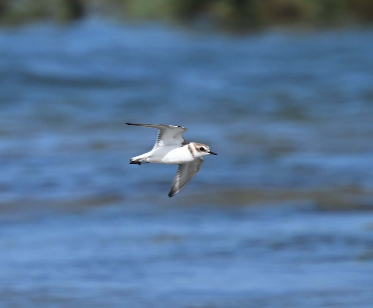 Roger Hackney tweet media