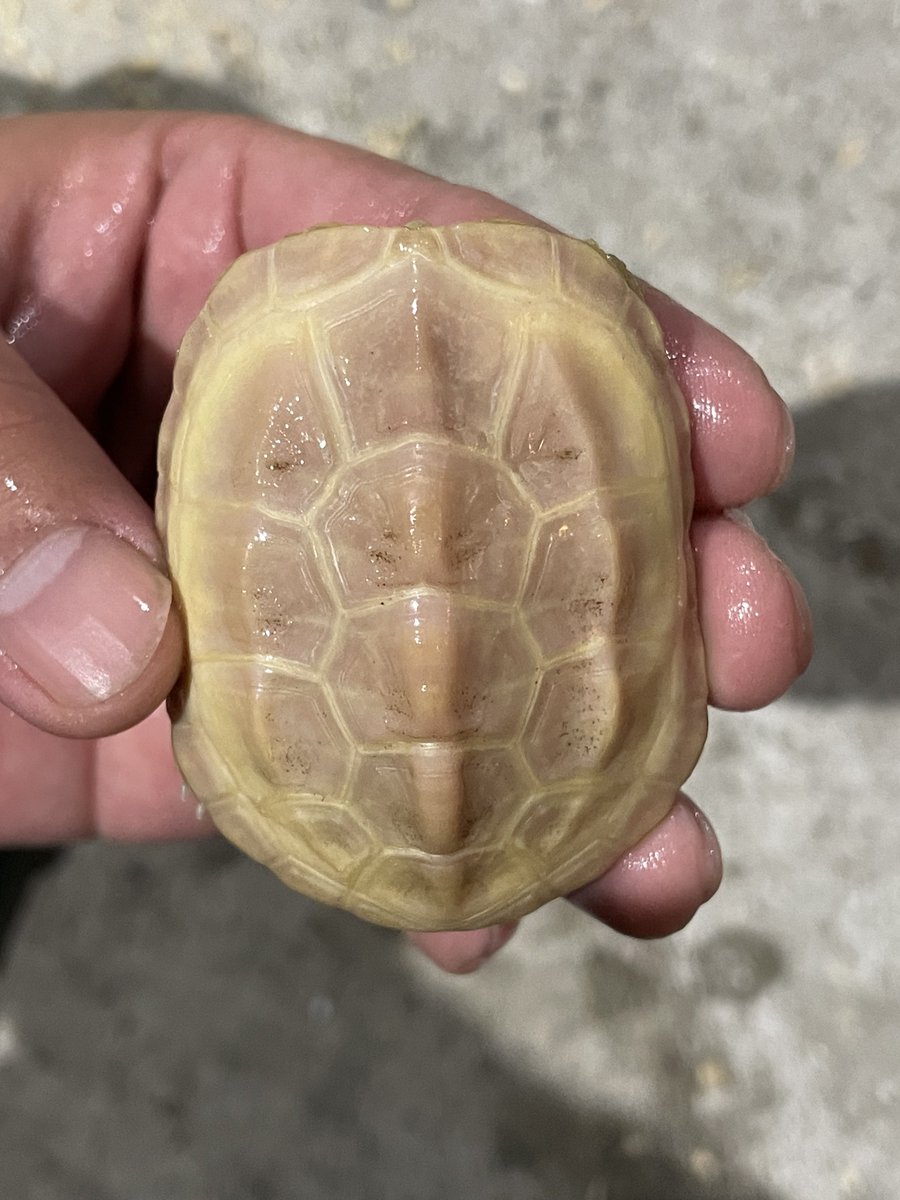 ブリーディングファーム かぷち tweet media