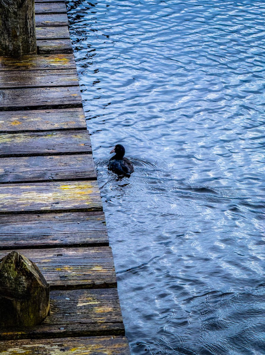 sheenz_m_'s tweet image. #WaterWednesday and #Woodensday - a #Twofer 
And a wee bird 
#mobilephotography #birds