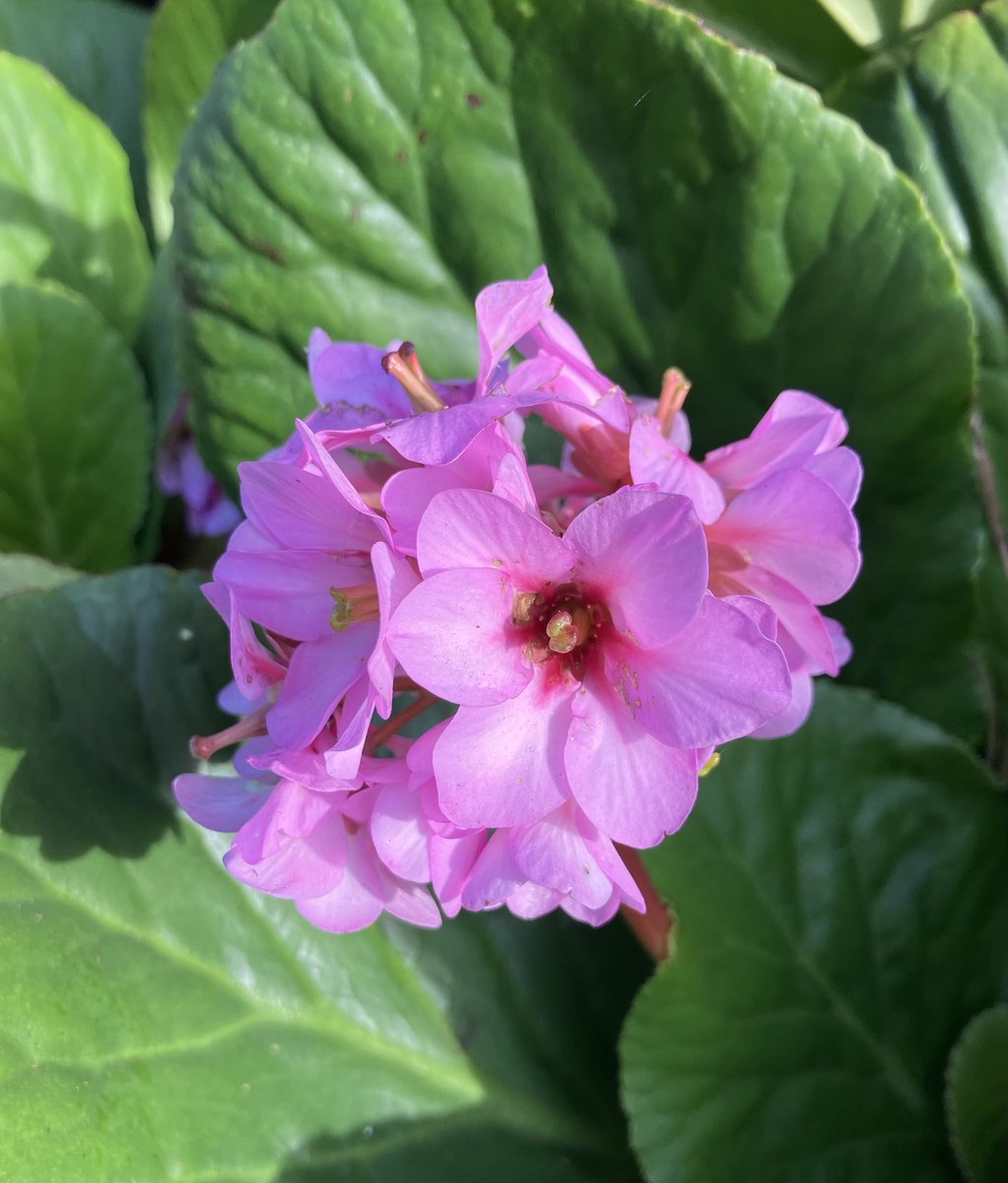 A lovely shot of brightness on a not so bright day