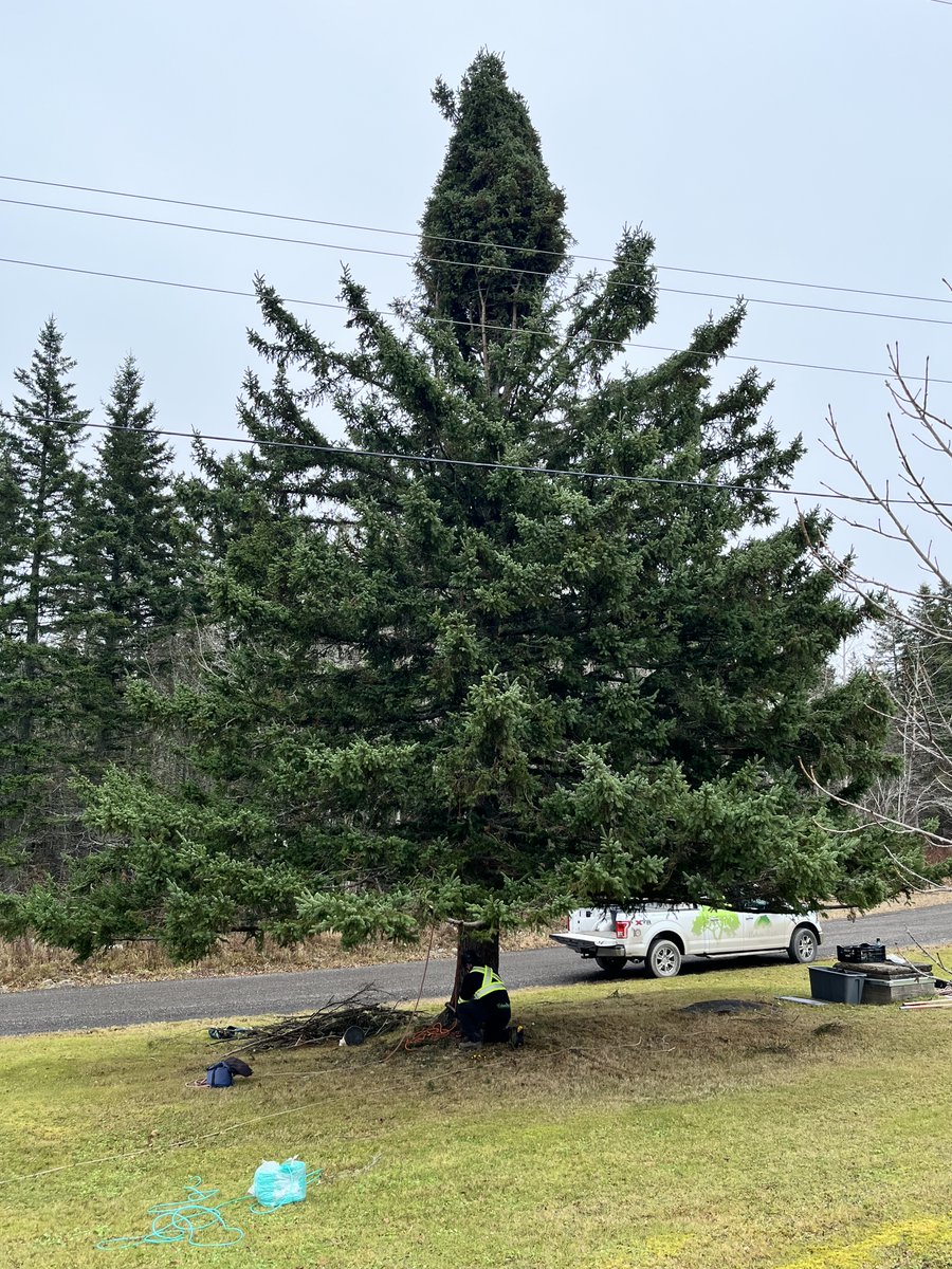 Tree for Boston (@treeforboston) on Twitter photo Getting wrapped & ready for the big day - Nov. 20th - when my journey officially begins to <a href="/CityOfBoston/">City of Boston</a> to stand proud at the Boston Common. I'm looking forward to seeing everyone. Drop by at 10:30 am if you are near 100 Mill Rd. in Mattie Settlement, Antigonish Co. Getting wrapped & ready for the big day - Nov. 20th - when my journey officially begins to <a href="/CityOfBoston/">City of Boston</a> to stand proud at the Boston Common. I'm looking forward to seeing everyone. Drop by at 10:30 am if you are near 100 Mill Rd. in Mattie Settlement, Antigonish Co.