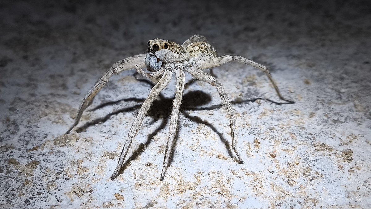 Aranias_Arg's tweet photo. Linda noche en las salinas Grandes de Córdoba (Arg). Una de las abundantes especies fue esta araña Lycosidae.
Beautiful night at Salinas Grandes (Córdoba, Arg). Here, one of the abundant species of Lycosidae. https://t.co/S3HgEt9FDI