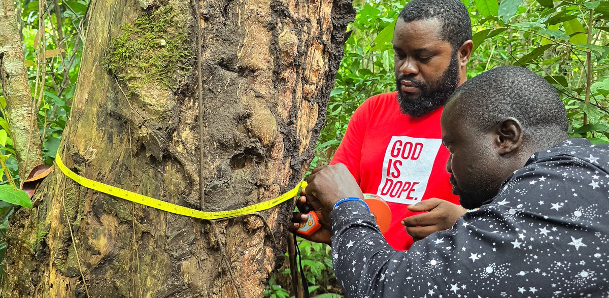 Open Foris (@openforis) on Twitter photo Sierra Leone’s Forest Dept takes a major step with its first National Forest Inventory training🌳Supported by #FAO & #EU, 60+ experts trained for data-driven forest management #ArenaMobile
🔗Learn more bit.ly/3YTkQ8S #ForestMonitoring #NFI @FAOforestry <a href="/FAOSierraLeone/">FAO in Sierra Leone</a> Sierra Leone’s Forest Dept takes a major step with its first National Forest Inventory training🌳Supported by #FAO & #EU, 60+ experts trained for data-driven forest management #ArenaMobile
🔗Learn more bit.ly/3YTkQ8S #ForestMonitoring #NFI @FAOforestry <a href="/FAOSierraLeone/">FAO in Sierra Leone</a>