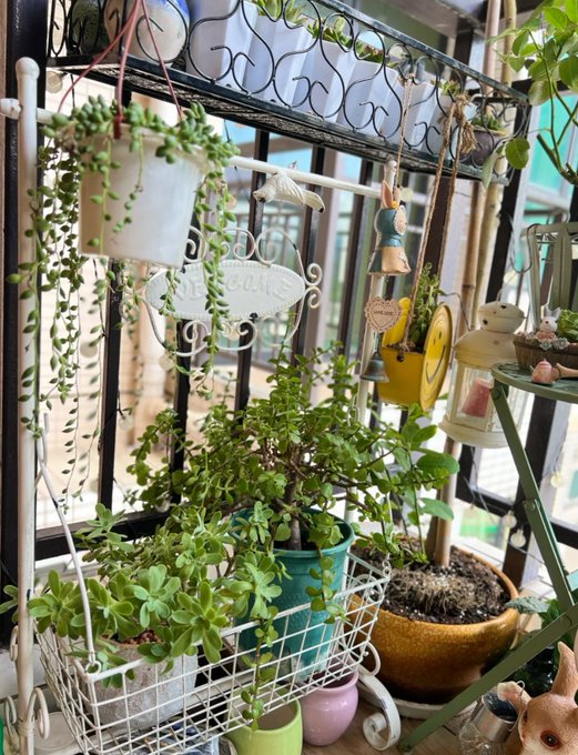 당신의 작은 정원에 있는 작은 식물을 더 건강하게 하십시오.