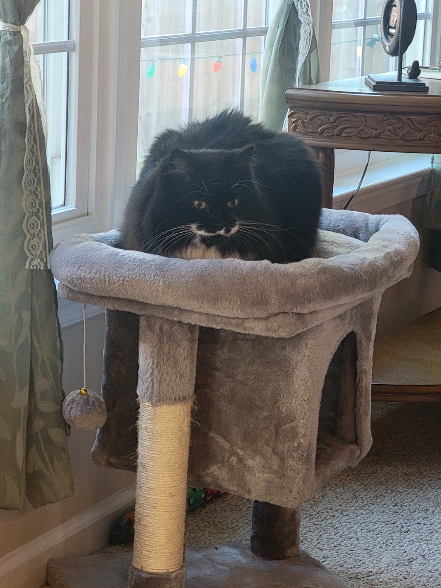 Freya_Op's tweet photo. @Catsillyness <3 https://t.co/4MWYiTakFl