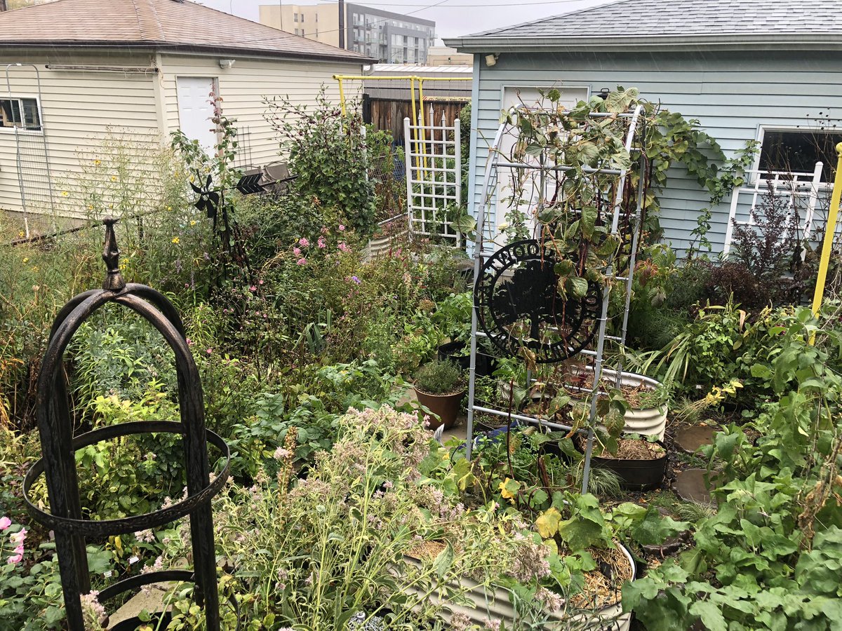 City Mouse Garden tweet media