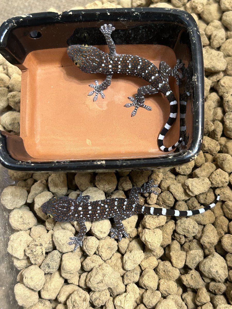Spenyyy_'s tweet photo. トッケイもう1匹生まれました❣️
初めての繁殖成功🥰🥰🥰
2匹ともとて���可愛すぎます！😱

#トッケイ https://t.co/bfgPseJXMs