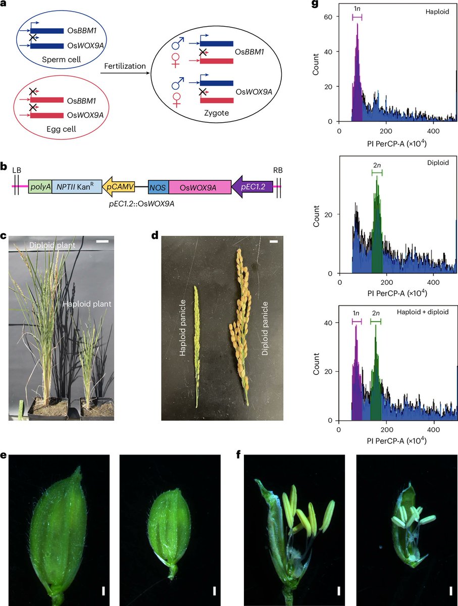 New Letter: "Synergistic induction of fertilization-independent embryogenesis in rice egg cells by paternal-genome-expressed transcription factors" rdcu.be/dZ2PW

Embryos can be induced by expression in the egg of BBM1 &amp; WOX9A, 2 rice TFs expressed from the male genome.
