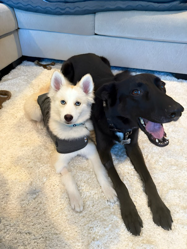 Not much better than curling up on the cozy rug with your best friend and your ThunderShirt ❤️

📸: emmanzoey