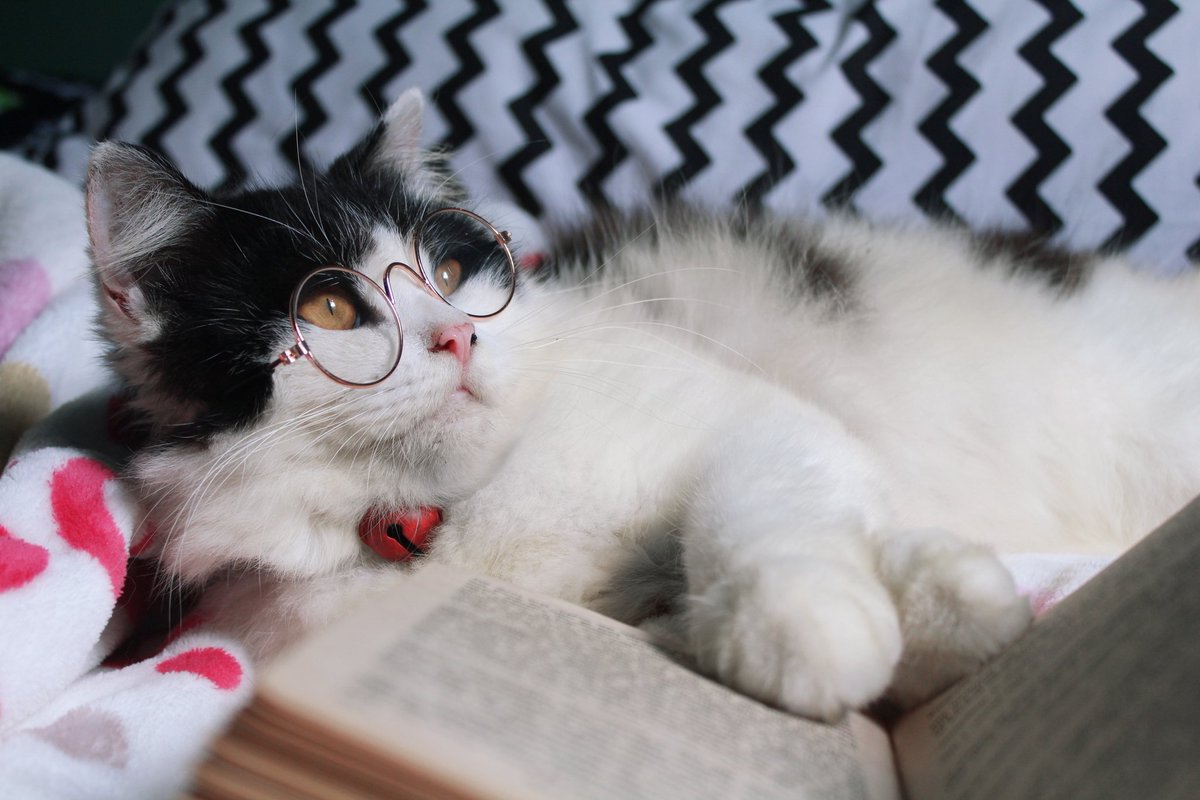 basukitheboss's tweet photo. @NotForHMNS Suki was such a ball of fluff that brought me so much joy and contentment.
Never regretted any second i spent with him and any single penny i spent for his high maintenance life. https://t.co/GCorspiZrH