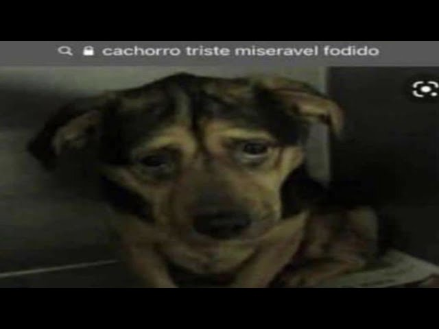 BruACabrita's tweet photo. @gambadetelhado @MoranngoT https://t.co/Fqim9WdgNs