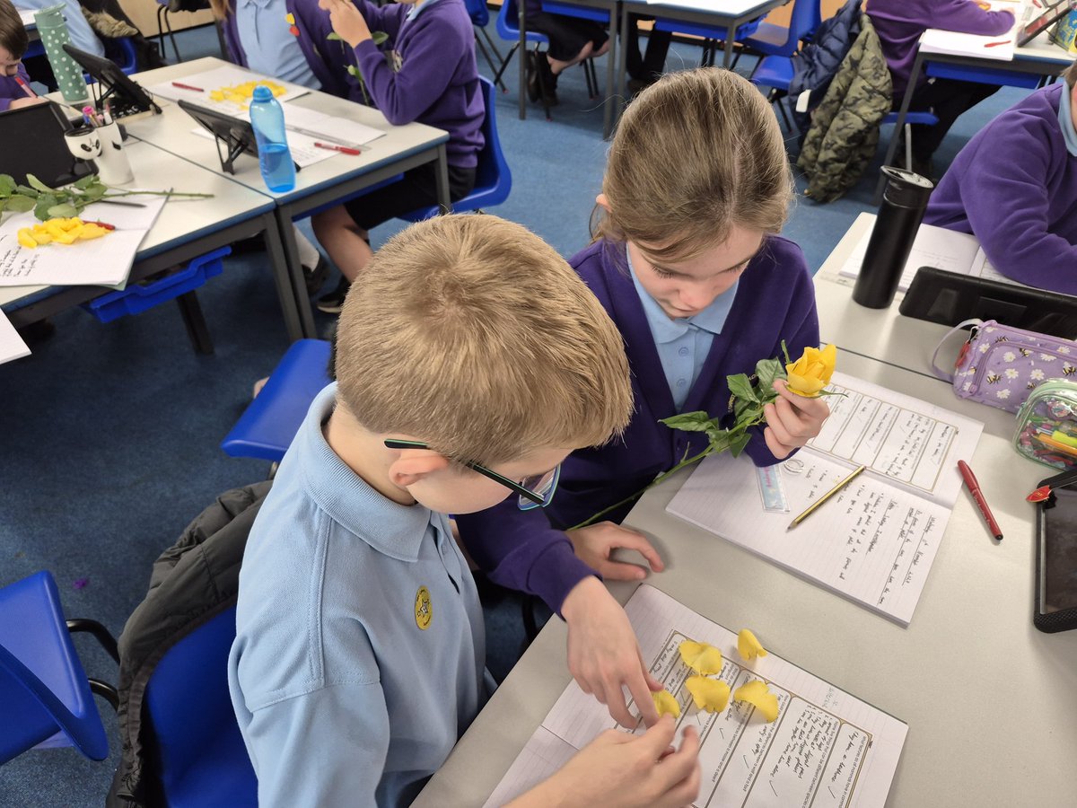 CCCRPrimary's tweet photo. Do all flowers have the same number of petals? Year 6 conducted a pattern seeking investigation. We found out that roses have between 31 and 45 petals. Some have the same number and some do not! πΉ#cccrscience https://t.co/Z1KPrrlrJh