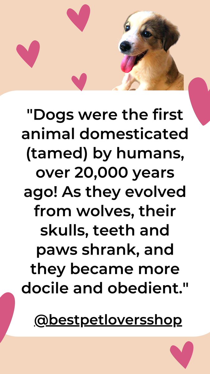 🐾 20,000 years of loyalty, love, and wagging tails. Dogs, we’re so lucky you chose us! ❤️🐶
#DogLovers #Dog #PuppyLovers #PuppyLove
