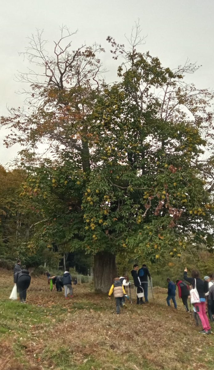 radio_vitoria's tweet photo. #Herrian 🎙️ El castañar del concejo de #Apellaniz candidato a Mejor Bosque de 2025 y a Mejor Árbol, la encina del Santuario de #Artziniega 📻 Os lo contamos esta tarde a partir de las 20H 👇

https://t.co/IDD5BK2hPP https://t.co/ACcqO85qbB