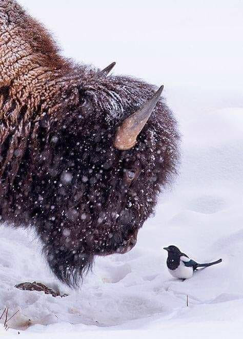 Morning 
Tatanka loves magpie jokes
#INDIGENOUS #TAIRP