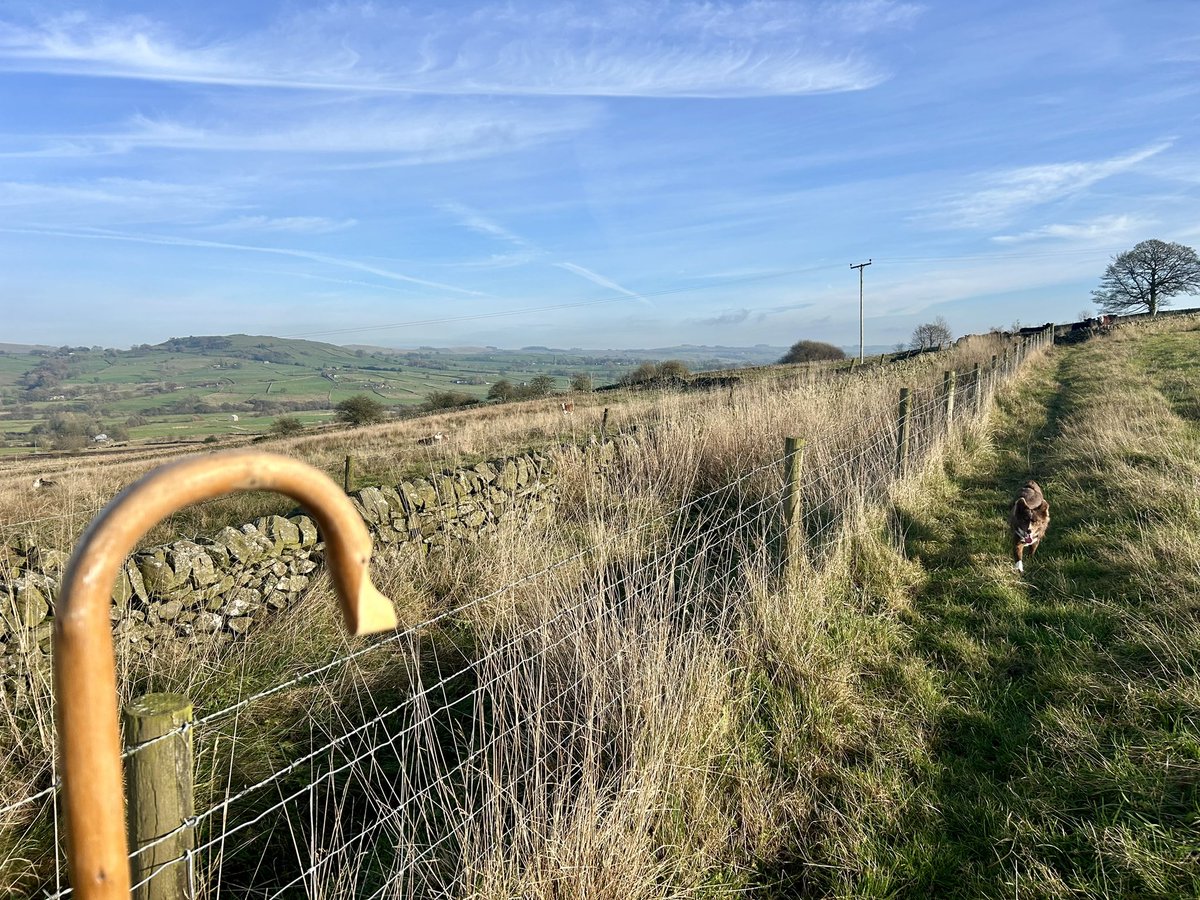 bernardsfarmuk's tweet photo. Checking on heifers in the Autumnal sunshine 🌞 🐄 👩‍🌾 🐕 

#cattle #uplandfarming #naturefriendlyfarming #conservationfarming #nativecattle #heifers #autumnonthefarm #peakdistrict #staffordshiremoorlands https://t.co/Eea3bUtH5t