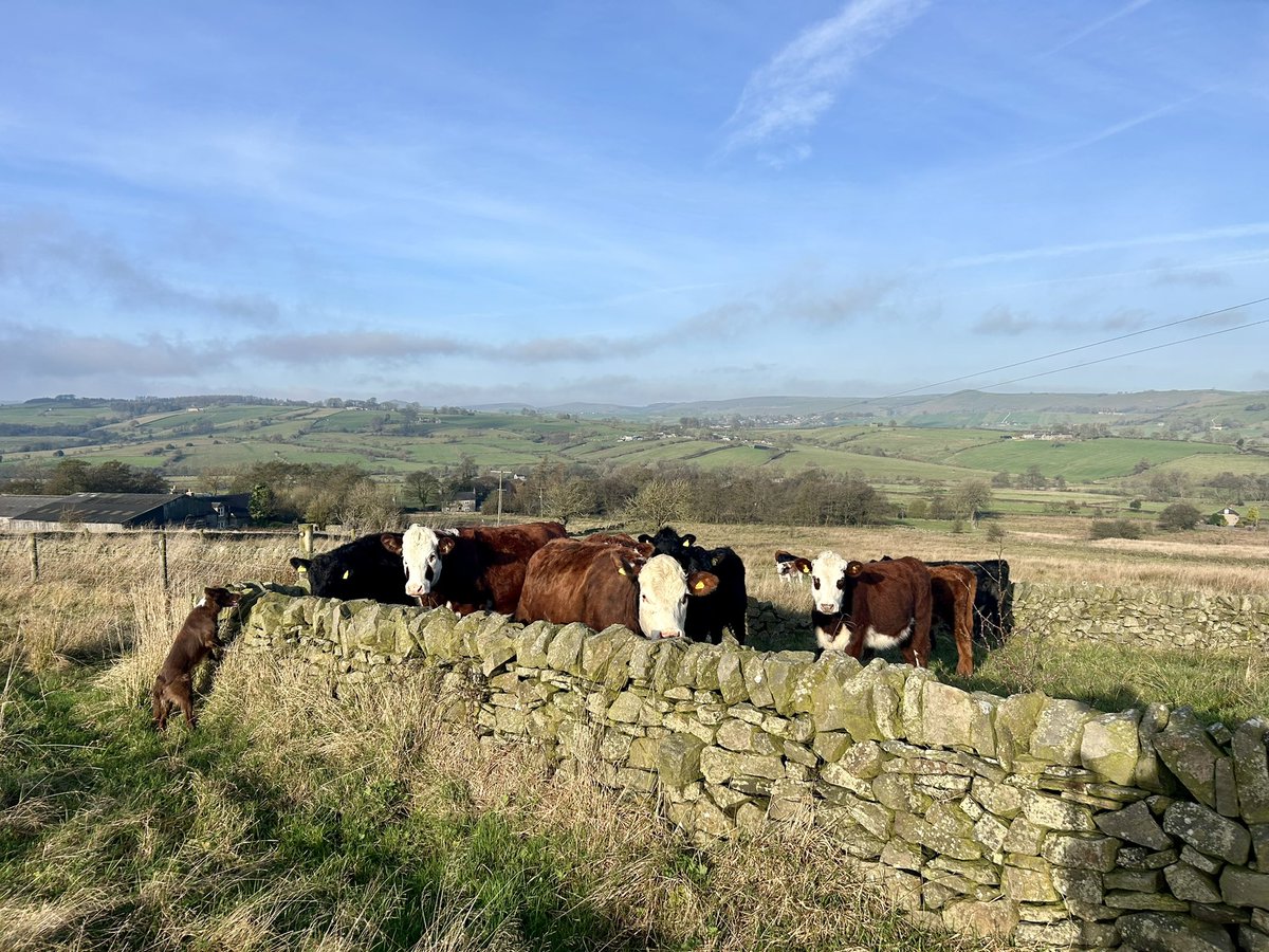 bernardsfarmuk's tweet photo. Checking on heifers in the Autumnal sunshine 🌞 🐄 👩‍🌾 🐕 

#cattle #uplandfarming #naturefriendlyfarming #conservationfarming #nativecattle #heifers #autumnonthefarm #peakdistrict #staffordshiremoorlands https://t.co/Eea3bUtH5t