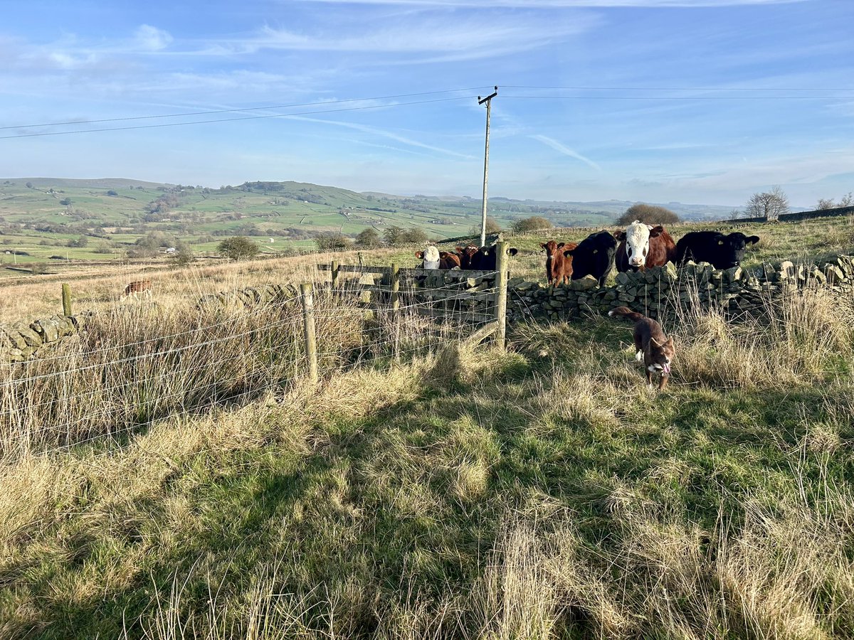 bernardsfarmuk's tweet photo. Checking on heifers in the Autumnal sunshine 🌞 🐄 👩‍🌾 🐕 

#cattle #uplandfarming #naturefriendlyfarming #conservationfarming #nativecattle #heifers #autumnonthefarm #peakdistrict #staffordshiremoorlands https://t.co/Eea3bUtH5t