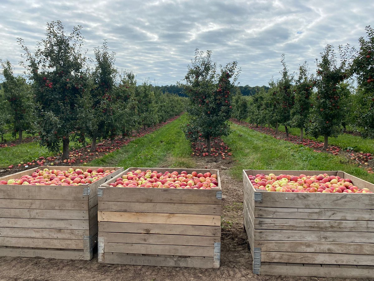 UFWupdates's tweet image. The apple harvest in upstate New York is drawing to a close. Over the last 6 to 8 weeks,  workers climbed up and down ladders to pick hundreds of apples a day. The apples get sent to nearby packing houses to be sorted, processed and sent to grocery stores. #WeFeedYou