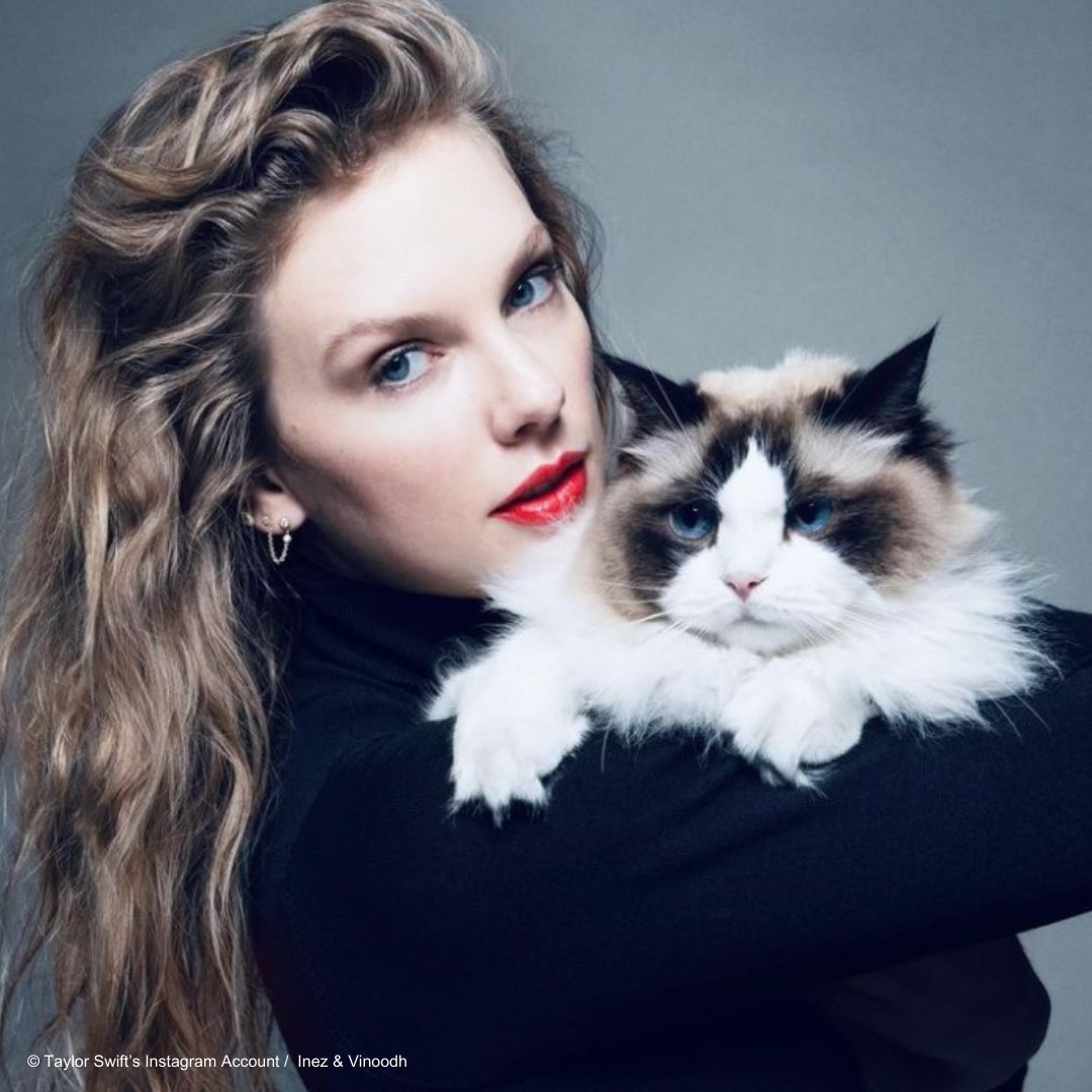 Taylor Swift is bringing the #ErasTour to 🇨🇦 &amp; as a 😻 lover, we think she’d appreciate these *purrfectly* Canadian cats! 🐾 To celebrate, here's some of Canada’s coolest wild felines: the elusive Canada lynx, cougar cubs &amp; a stealthy bobcat. AND special guest, Benjamin Button!