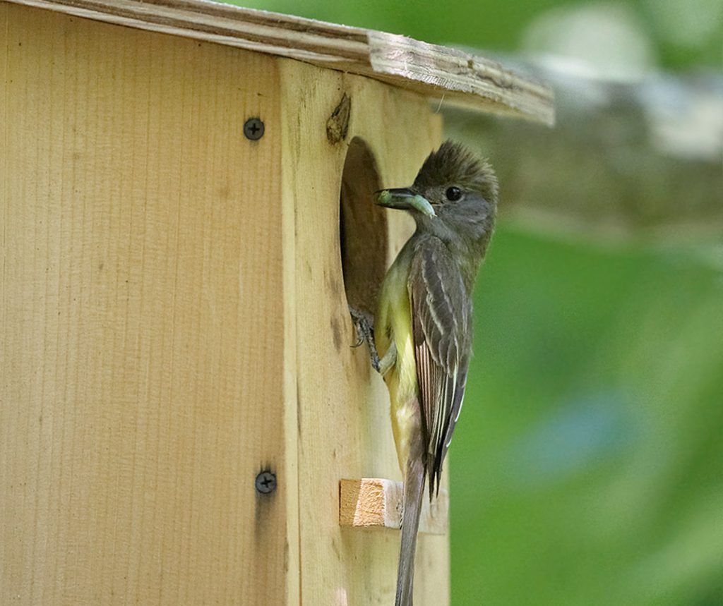 NestWatch's tweet photo. Did you know? Great Crested Flycatchers can be attracted to nest boxes! They won't start nesting until May, but building and installing a box now will make sure it's ready to go when they return from migration! Get plans: https://t.co/YeOUSvo0Xm 
📷: Lynda Blair https://t.co/O6YHYDwG94