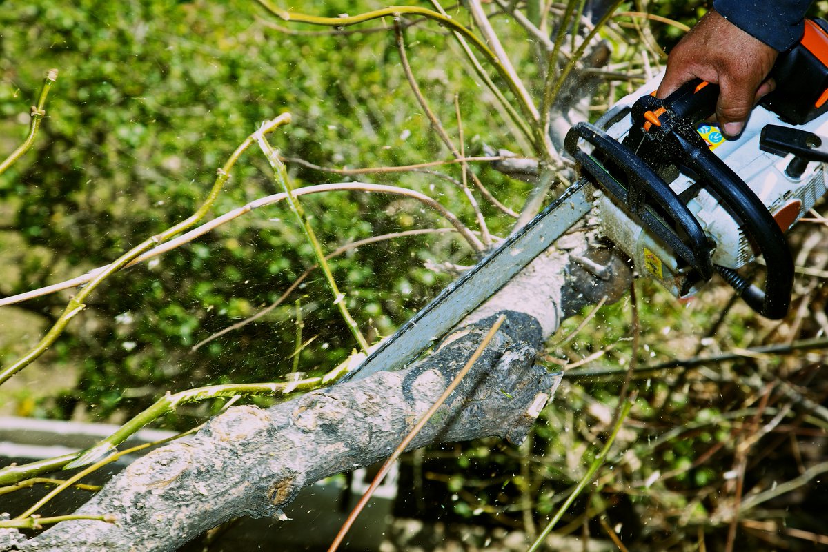 ArborLtd's tweet photo. Keep your trees healthy and your property safe with Arbor Works, LTD's trimming and pruning services. With over 51+ years of experience, we ensure quality results. Contact us at 555-123-4567 or visit https://t.co/SNFl5Iw7Dc. https://t.co/7eKqaqDMFY