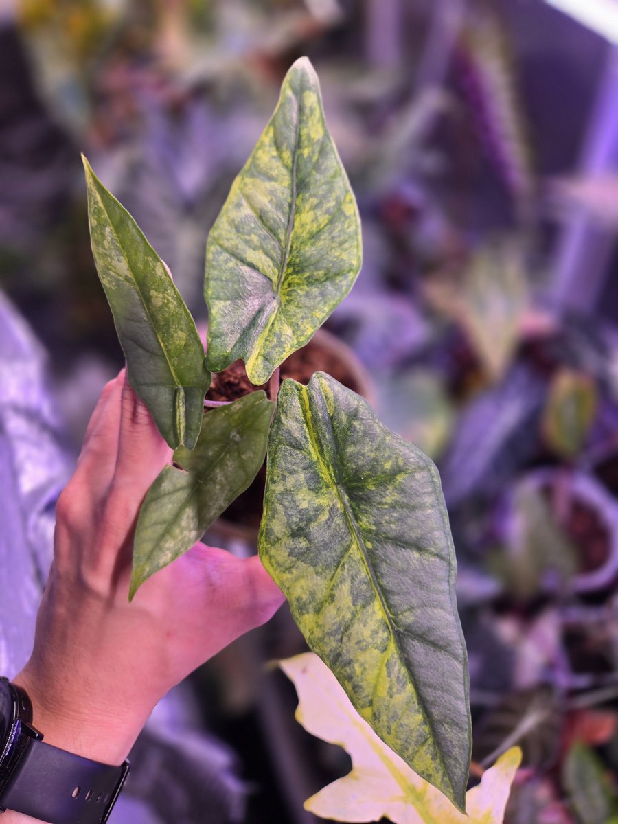 zczza2's tweet image. 蓝濫海妖海芋 Alocasia heterophylla'Metallic Blue'Var