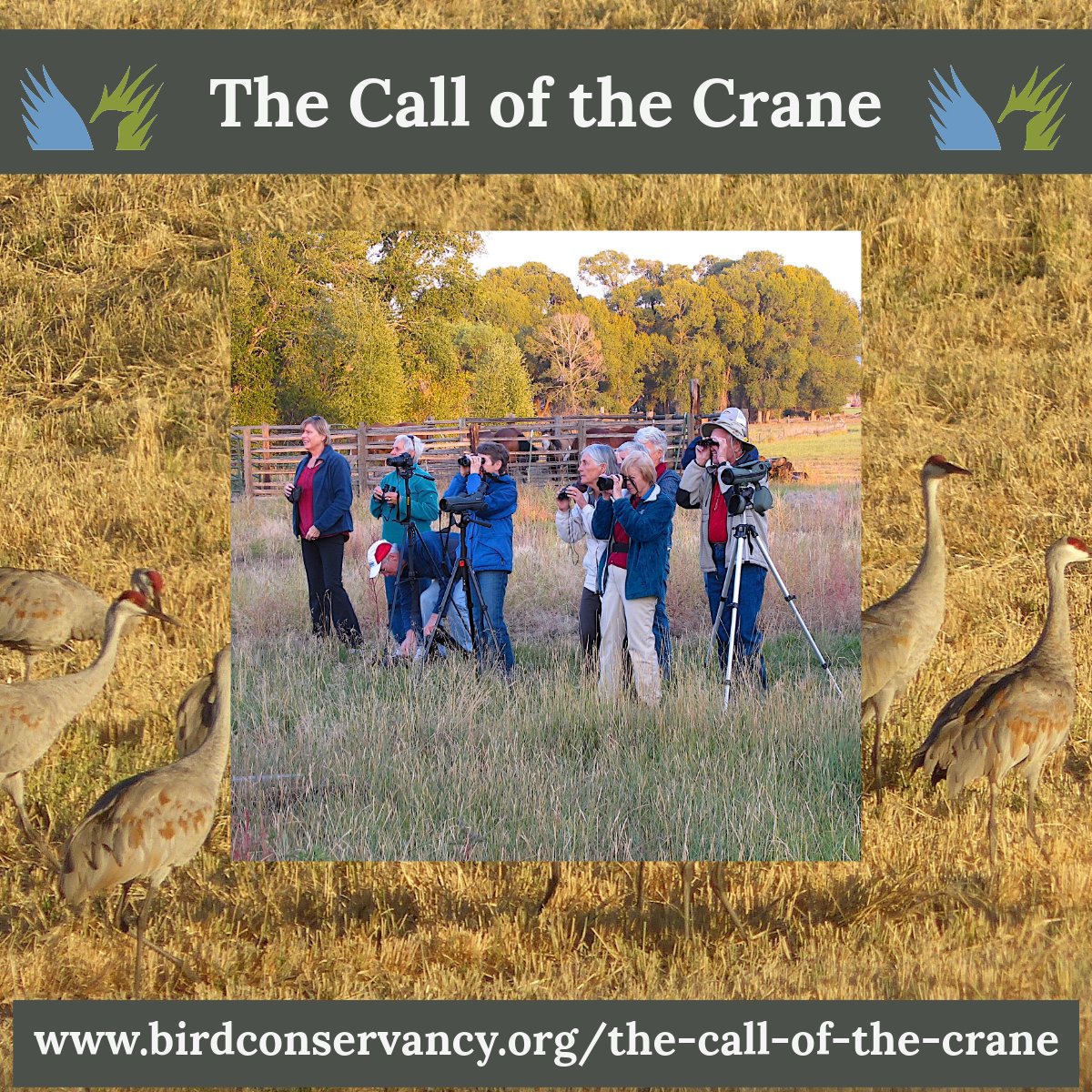 Bird Conservancy of the Rockies tweet media