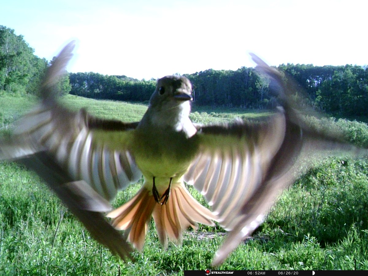 Trail_Cams's tweet image. 