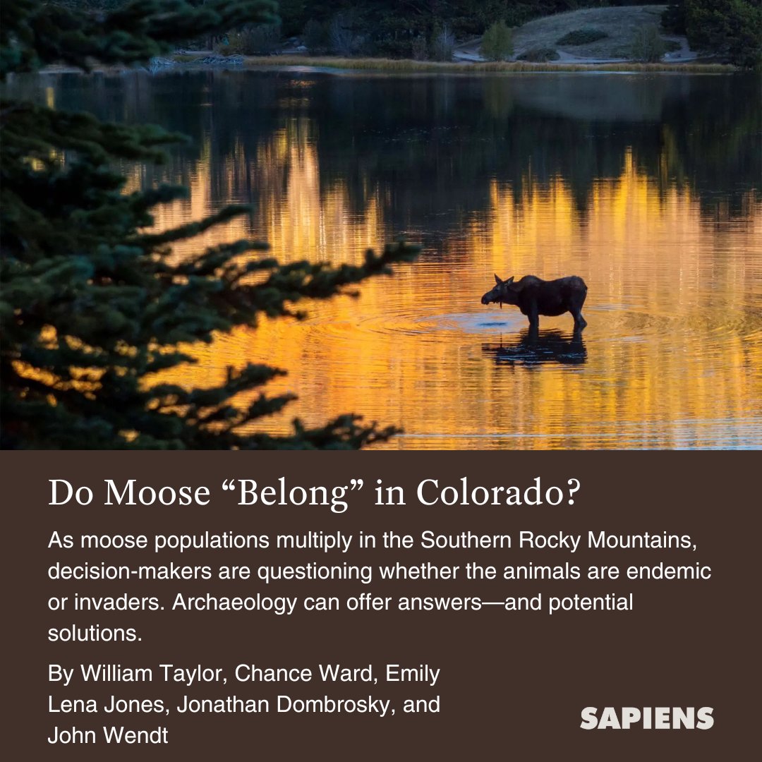“Acknowledging that moose have a long-standing, or at least recurring, ecological niche in the Southern Rockies has important implications for wildlife management.”

Read more: loom.ly/QSlif3c