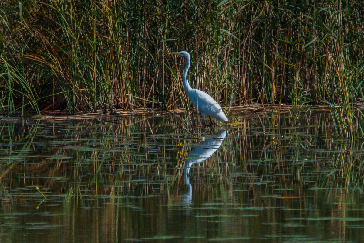 MarcM65466's tweet image. #XNatureCommunity #NatureCommunity #NaturePhotography #NatureBeauty #Birds #BirdsOfX #Wednesday 
The beautiful great egret is for you and for #WaderWednesday