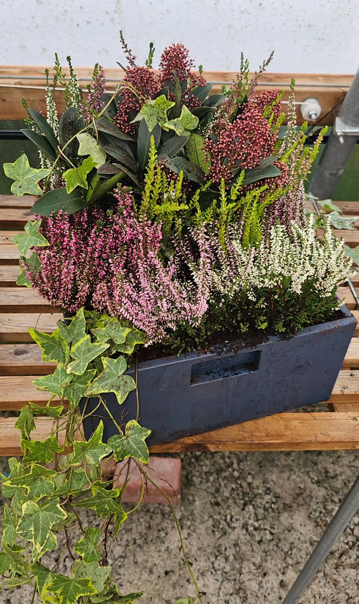 silverbirchscot's tweet photo. Winter planters for sale. They contain Heather's, Skimmia and trailing Ivy.....£15 each Buy now before they sell out... https://t.co/NmkTAzwNKR