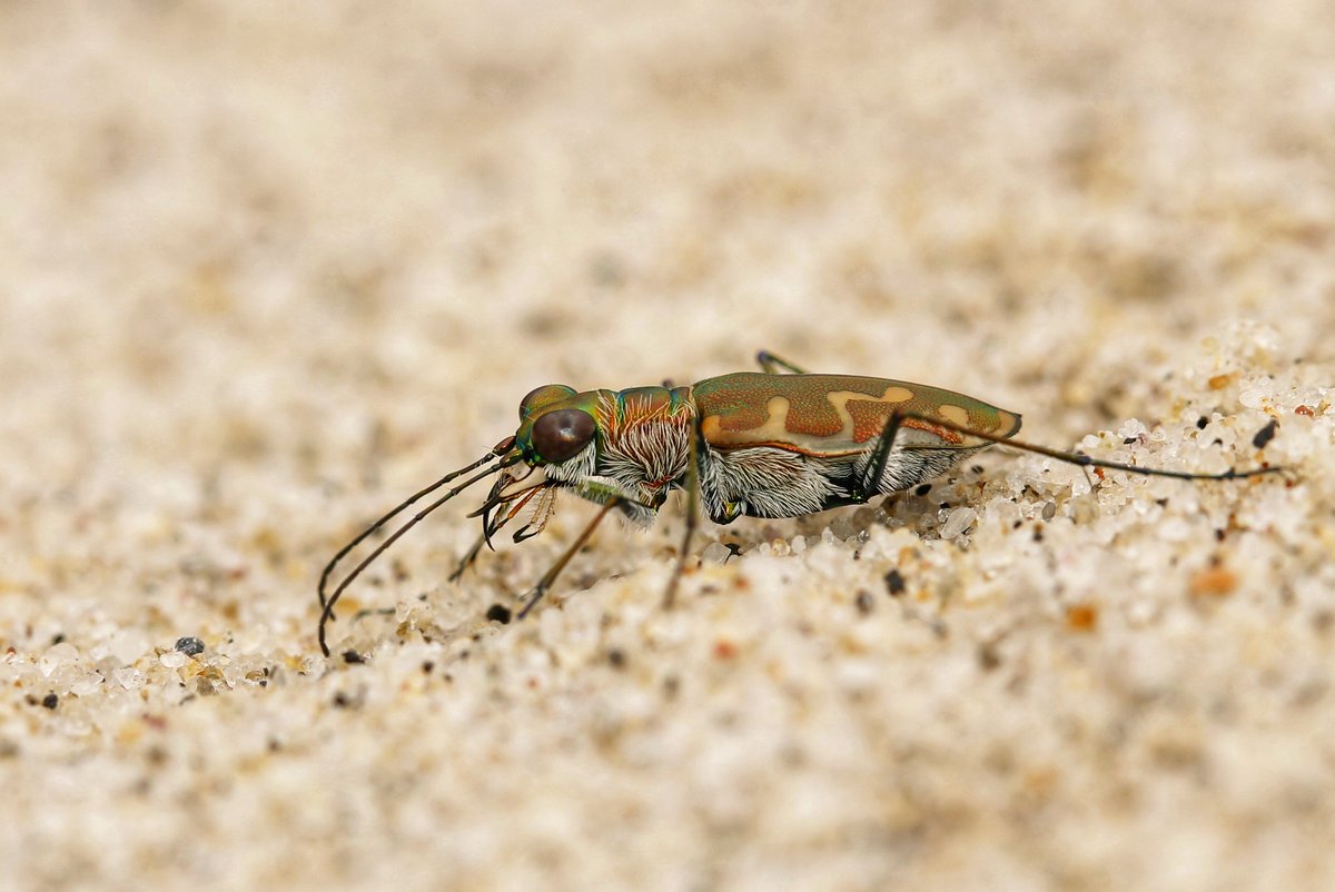 Amila Sumanapala tweet media