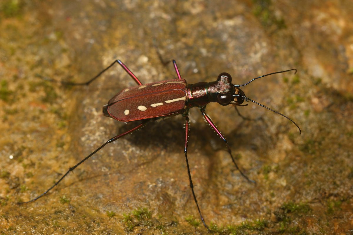 World Tiger Beetle Day! 

Since 11 Nov was celebrated as the World #Tiger #Beetle Day starting from this year, I thought it would be a good time to share some Tiger Beetles here to remind everyone how cool they are! 

#insects #biodiversity #conservation #education