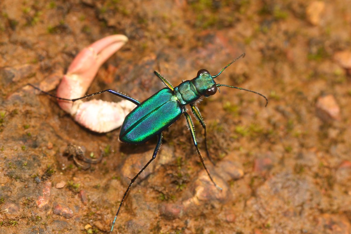 Amila Sumanapala tweet media