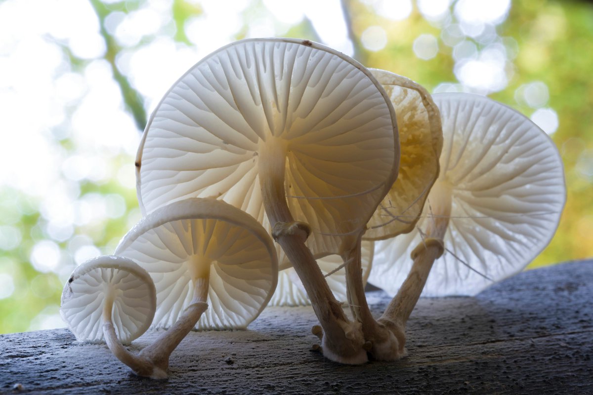 Eurac Research (@eurac) on Twitter photo Fungi play a vital role in our environment. The <a href="/PlatformBiodiv/">Platform Biodiversity South Tyrol</a> initiative is now collecting data on fungal species to better understand their impact on our #ecosystems.
Read the full article here:
eurac.edu/en/magazine/ag…
#fungus #mushroom #biology Fungi play a vital role in our environment. The <a href="/PlatformBiodiv/">Platform Biodiversity South Tyrol</a> initiative is now collecting data on fungal species to better understand their impact on our #ecosystems.
Read the full article here:
eurac.edu/en/magazine/ag…
#fungus #mushroom #biology