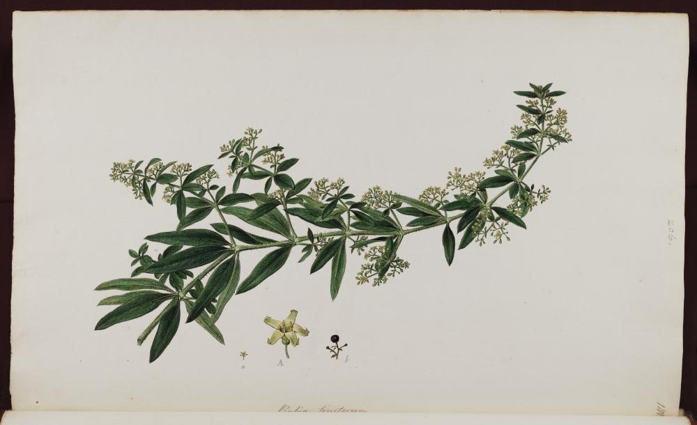 myriam  tweet media