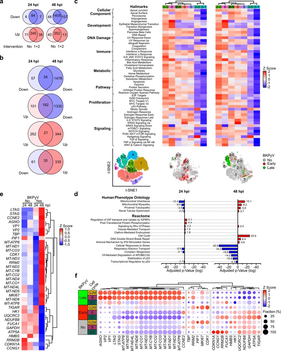 Excited to share our latest study in <a href="/ASMicrobiology/">ASM</a> where we used single-cell RNA-seq to explore BKPyV replication in primary human RPTECs. We uncovered specific transcriptome signatures and a novel mitochondrial stress pattern! #BKPyV #Virology #Transplantation #Mitochondria