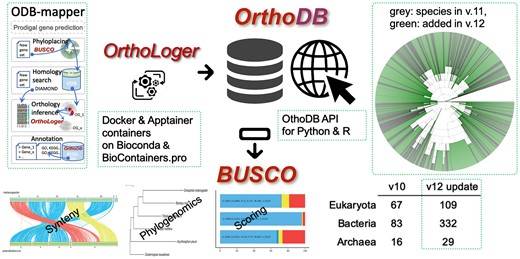 OrthoDB and BUSCO update: academic.oup.com/nar/advance-ar…